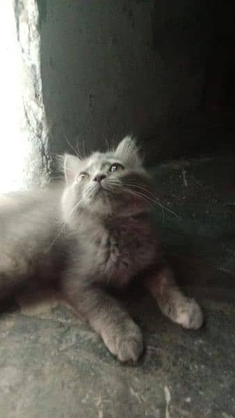 Persian Male Cat 0