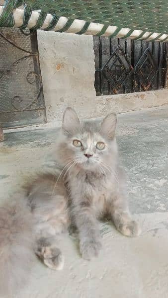 Persian Male Cat 3