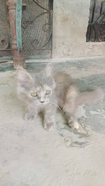 Persian Male Cat 5