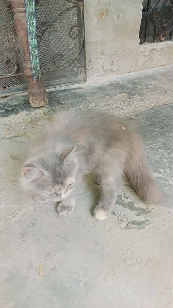 Persian Male Cat 6