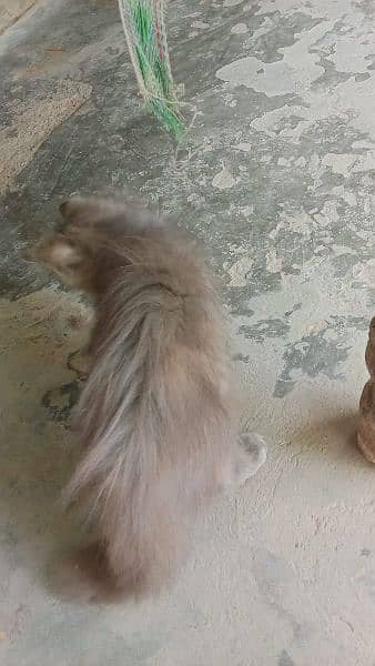 Persian Male Cat 7