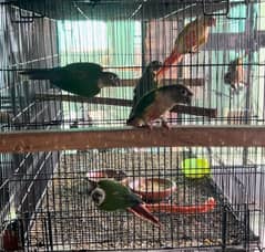 Yellow Sided Conure Young Pieces without DNA