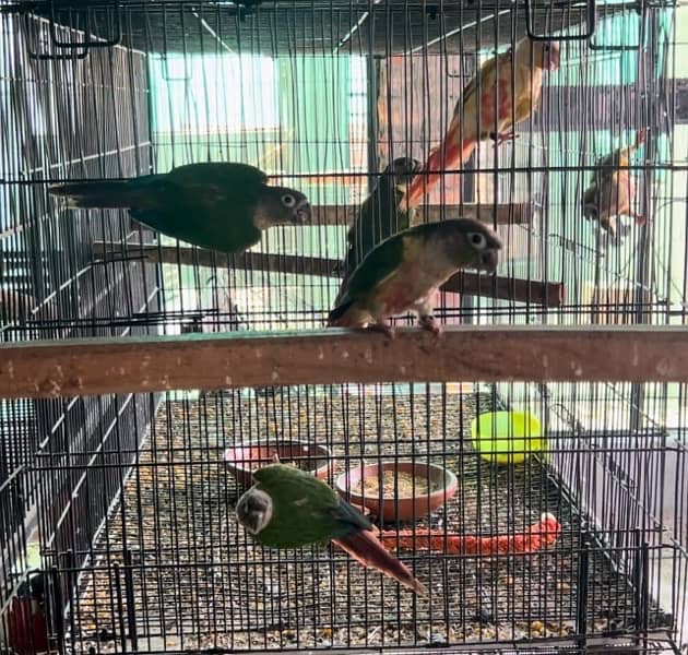 Yellow Sided Conure Young Pieces without DNA 0