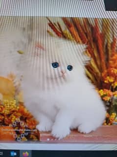 Persian Kittens | Triple Coat Cat |( Puncch Persian Kittens For Sale)