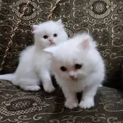 Persian Kittens | Triple Coat Cat |( Puncch Persian Kittens For Sale)