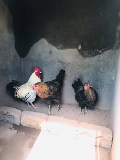Desi Chickens and Chicks