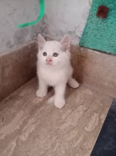 two months old kitten. . well played. . little trained washroom