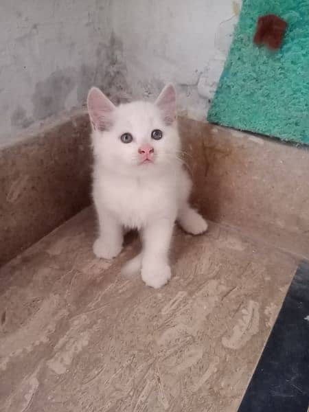 two months old kitten. . well played. . little trained washroom 2