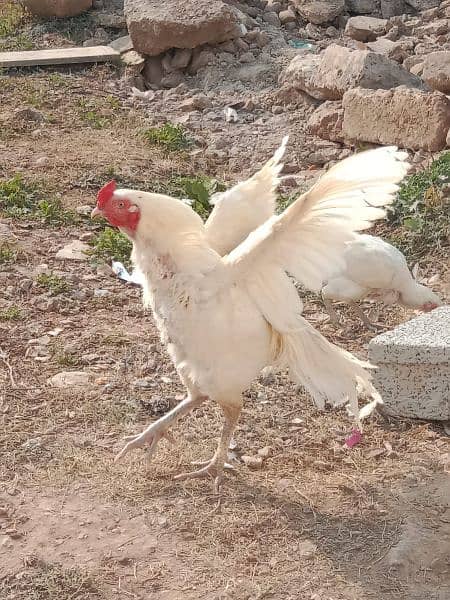 breeder aseel heera pair for sale 1