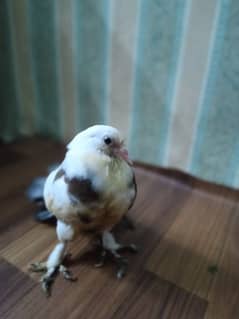 pigeon baby for sale