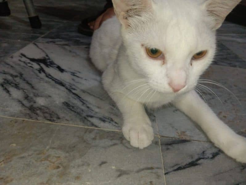 TURKISH Angora 0