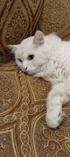 Persian Kitty