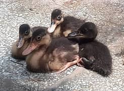 Duckling for sale