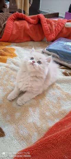 Persian kittens available for sale high quality punch face
