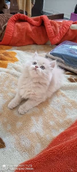 Persian kittens available for sale high quality punch face 0