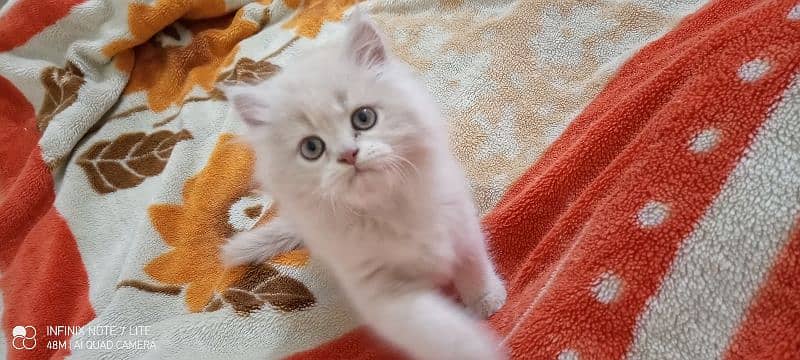 Persian kittens available for sale high quality punch face 1