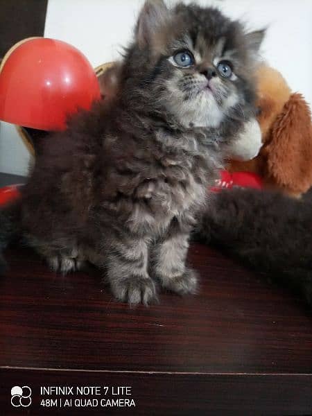 Persian kittens available for sale high quality punch face 2