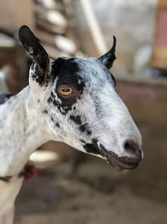 barbari goat