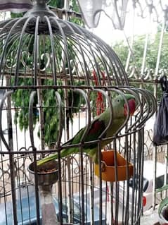 pahari parrot 0
