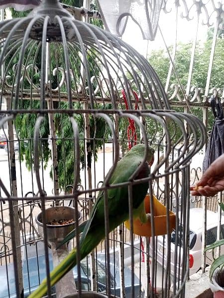 pahari parrot 1