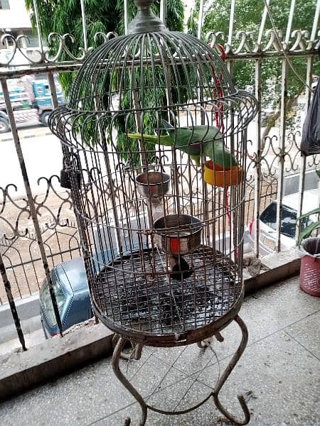 pahari parrot 2