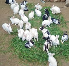 Beautiful Healthy Rabbits For Sale 0