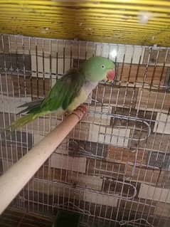 Female Parrot Pahare 0