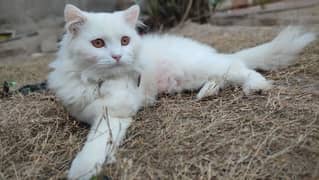 Triple coated Persian Cat