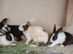 Breeder rabbits