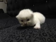 Persian Kitten | Tripple Coated | Yellow Eyed
