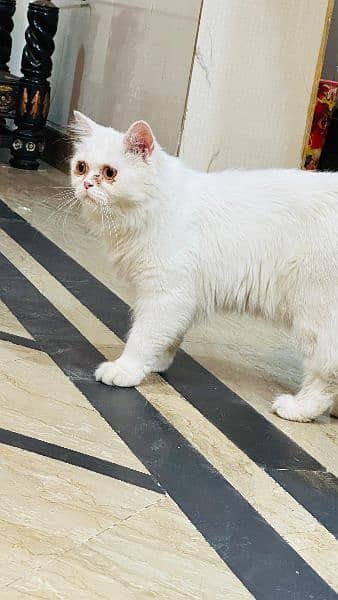 Persian cat 1