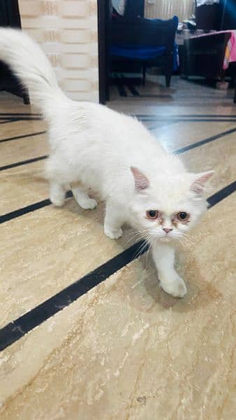 Persian cat 4