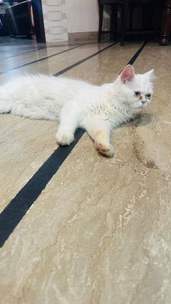 Persian cat 10