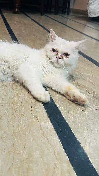 Persian cat 11