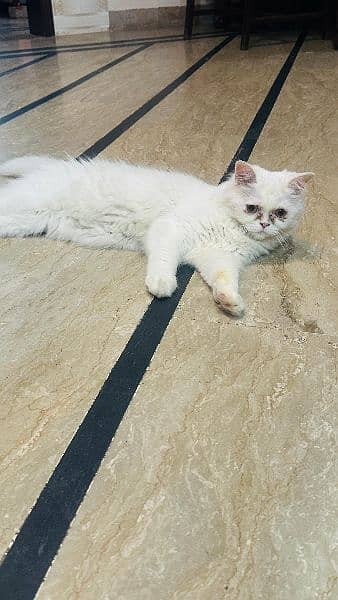 Persian cat 12