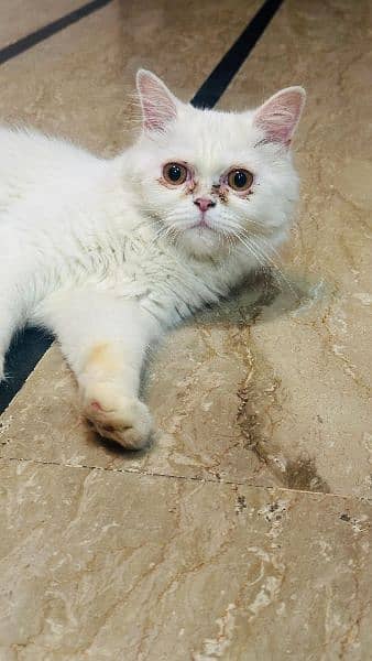 Persian cat 13