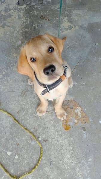 Labrador puppy for sale 1
