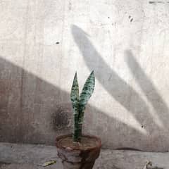 snake plants grow our greenery 0