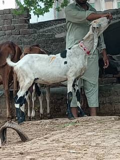 rajan pori bakri