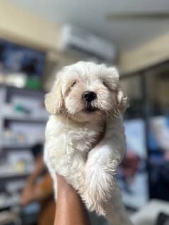 maltese male puppies for sale