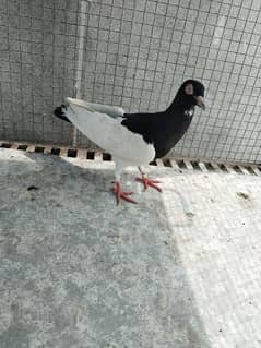 pigeon mix kabutar hn