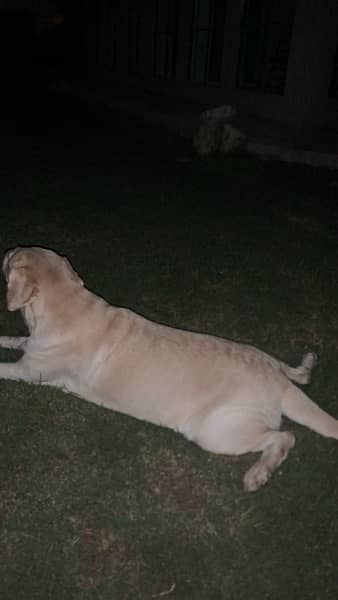 labrador female non pedigree 0