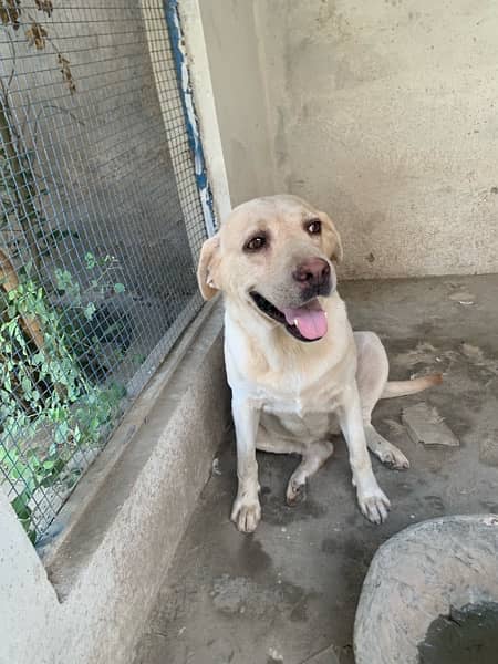 labrador female non pedigree 1