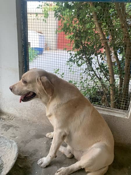 labrador female non pedigree 3