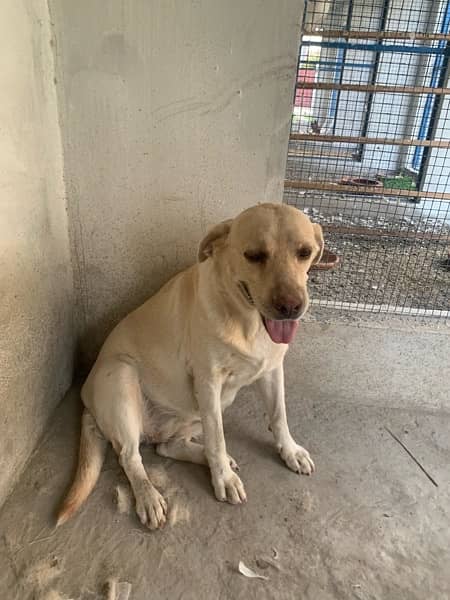 labrador female non pedigree 4