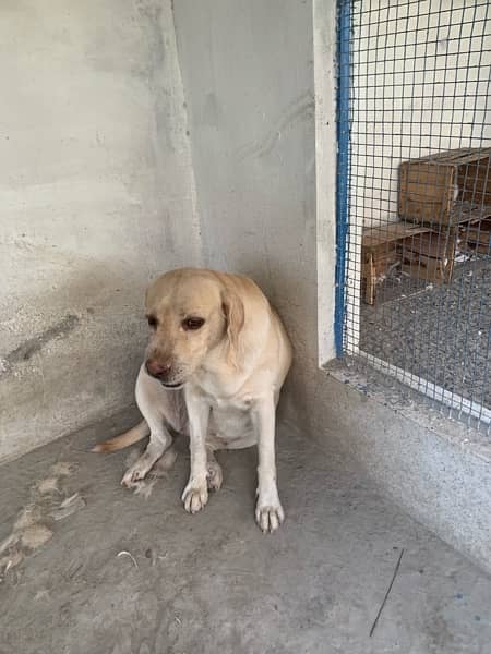 labrador female non pedigree 5