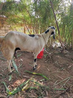 goat for sale desi
