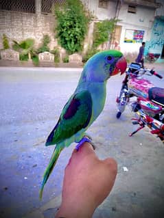 5 months green kashmiri parrot
