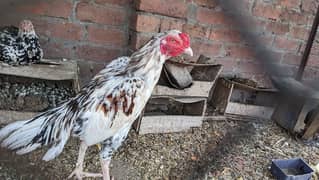 white heera with hen