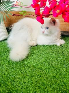 Persian male cat tripple coated 4 months